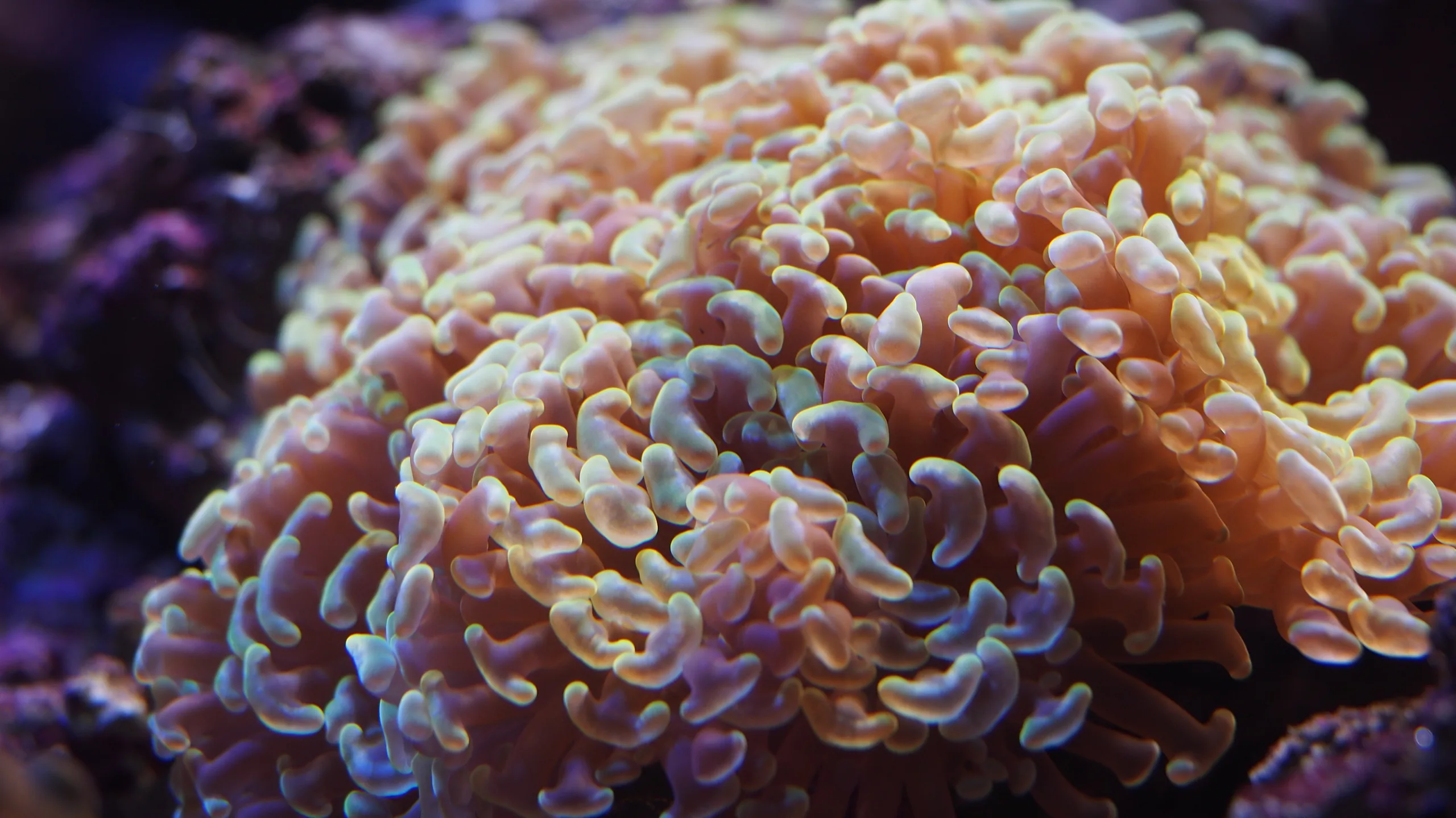 A hammer coral (Euphyllia ancora) in a tank, its tentacles fully extended under mixed lighting