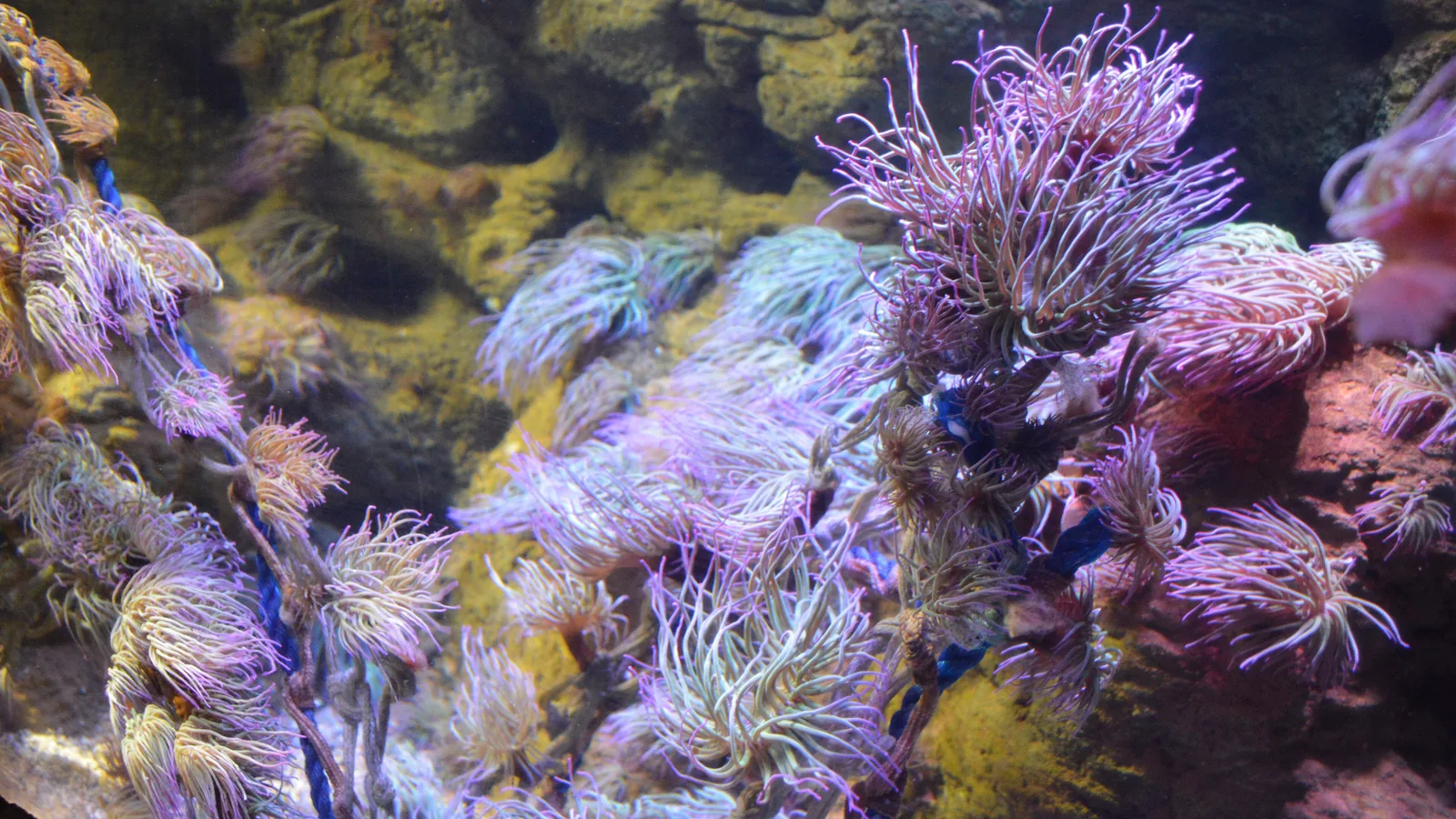 A reef display tank of soft and stony corals under blue light