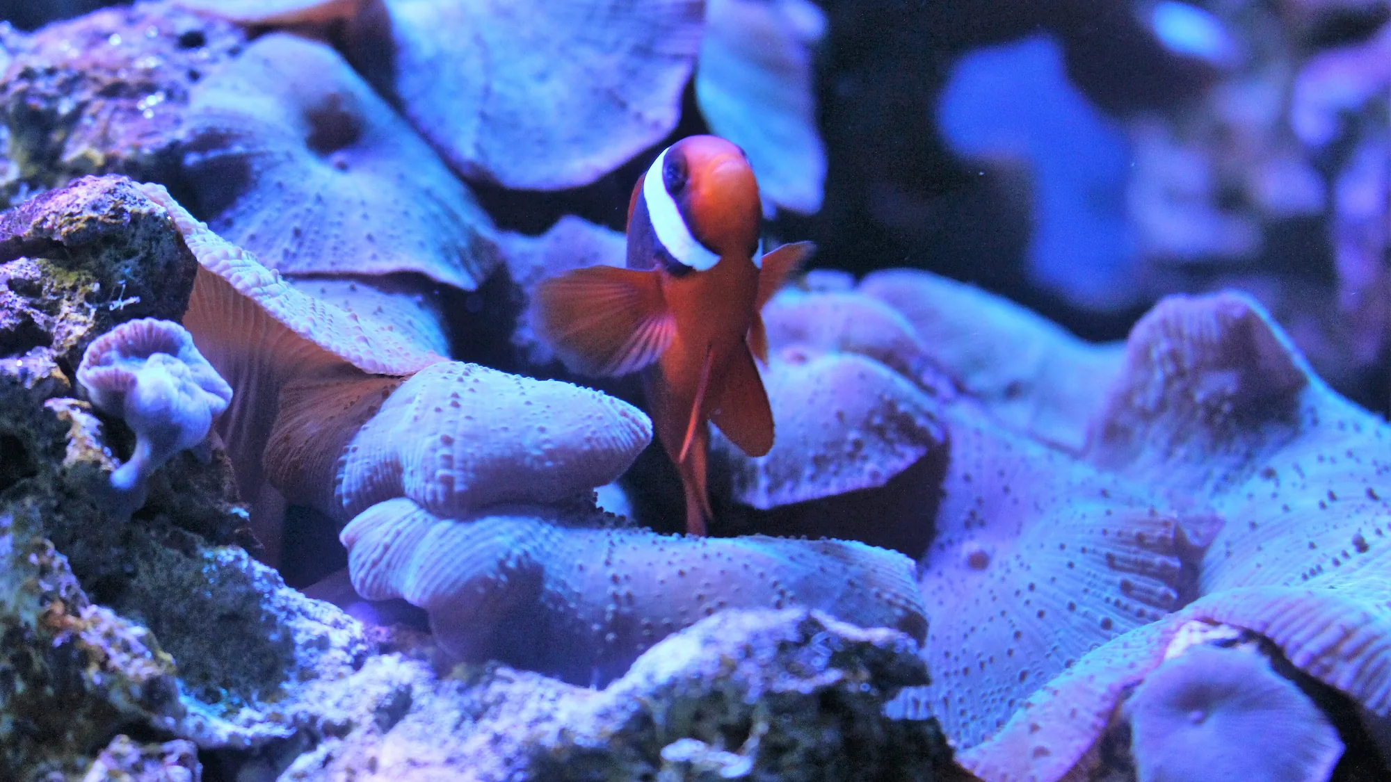 A reef aquarium under blue light: anemones, mushroom corals and a clownfish