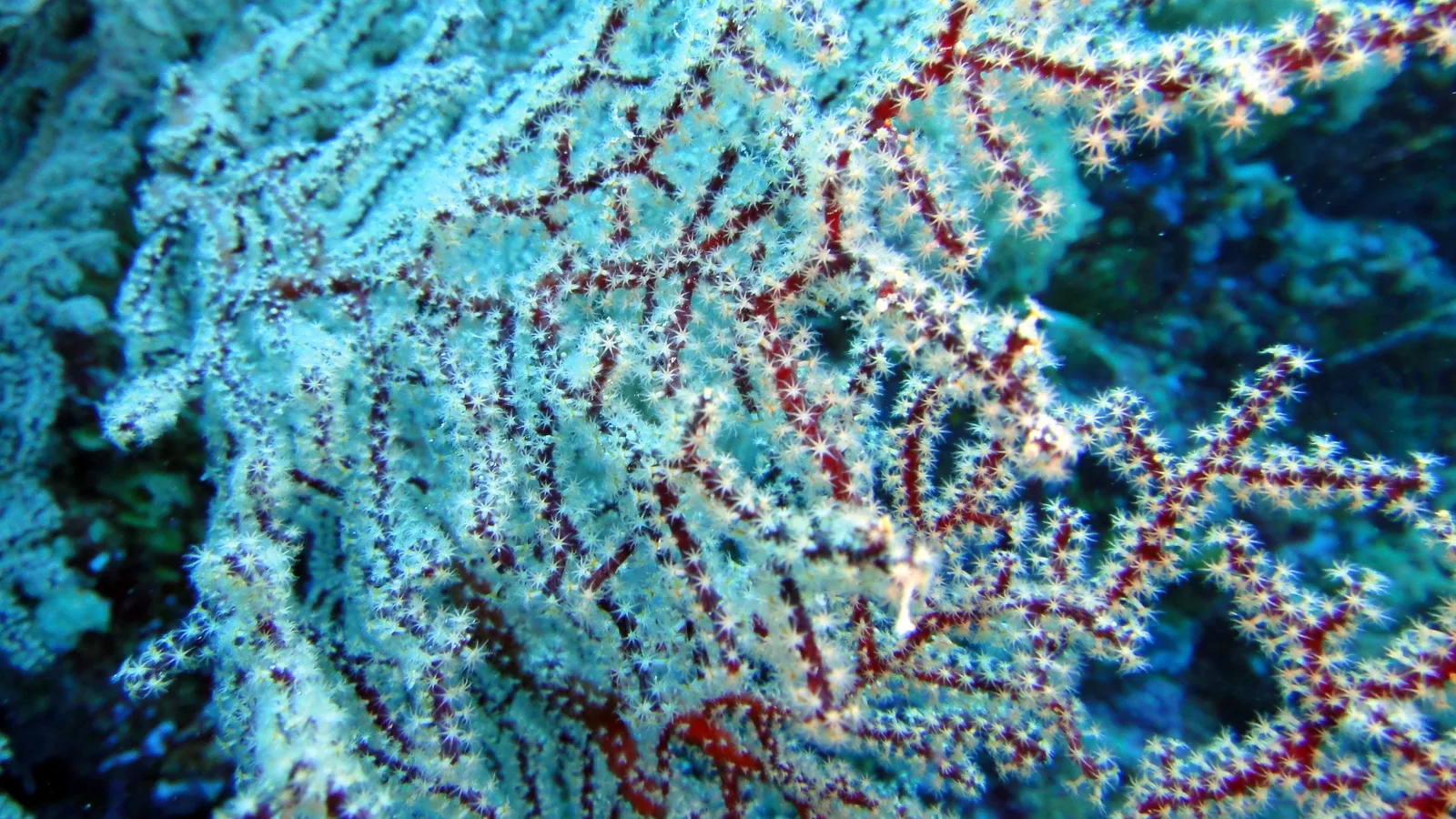 A sea fan and soft corals on a reef wall