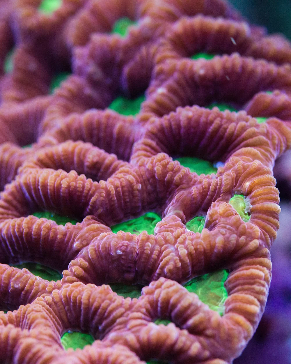 War coral (Favites pentagona)