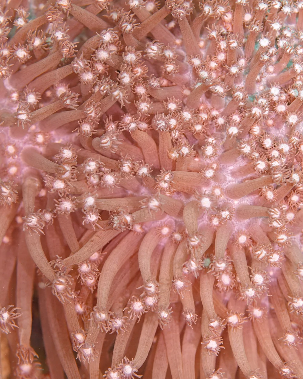 Flowerpot coral (Goniopora stokesi)