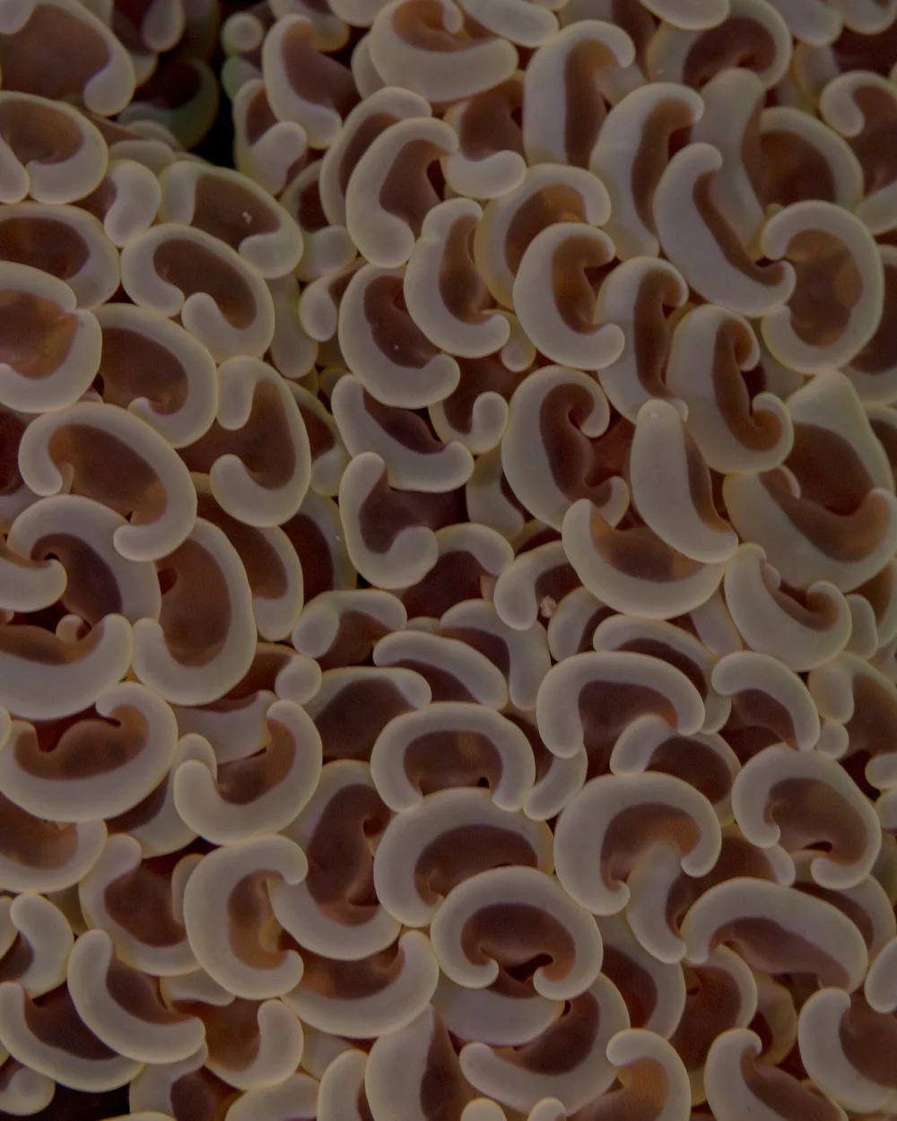 Hammer coral (Euphyllia ancora)