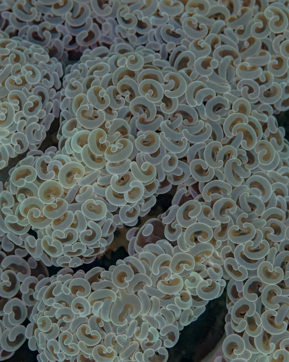Wall hammer, nine heads — Euphyllia ancora