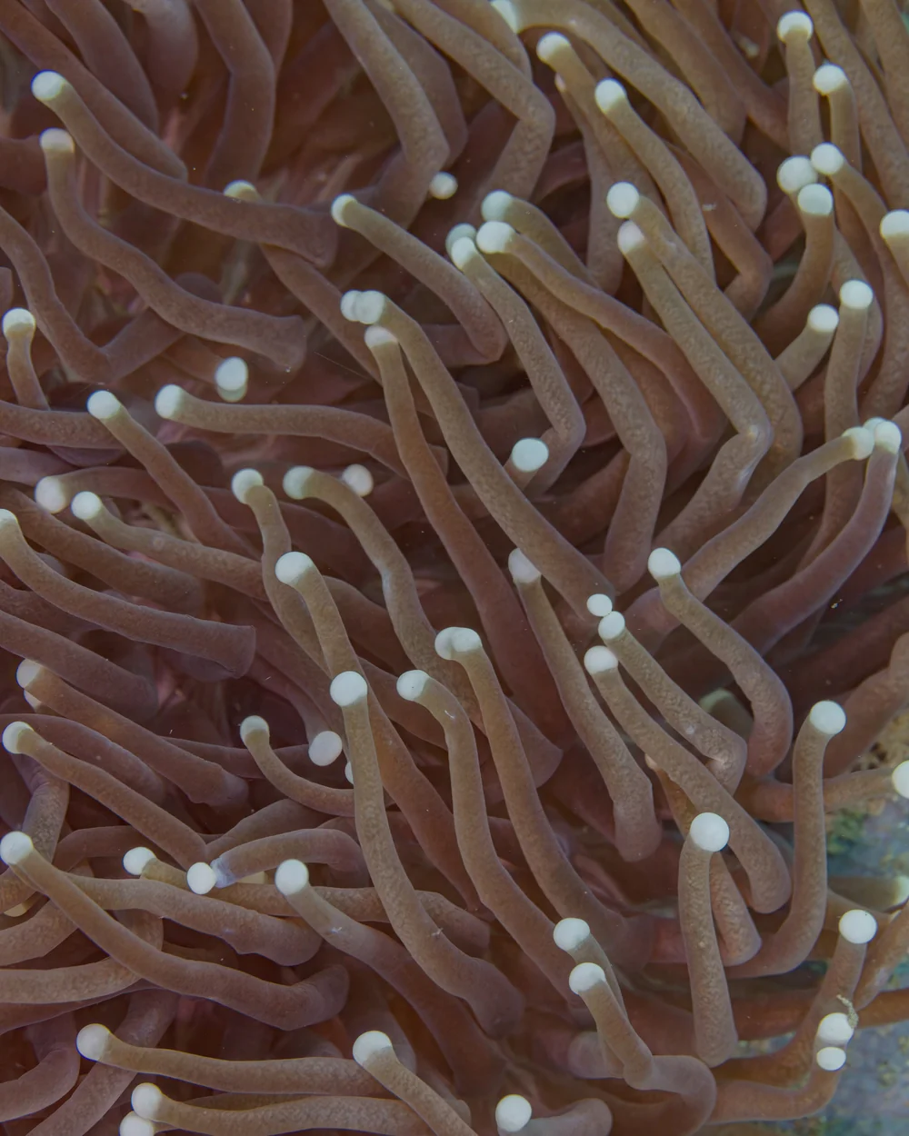 Torch coral (Euphyllia glabrescens)
