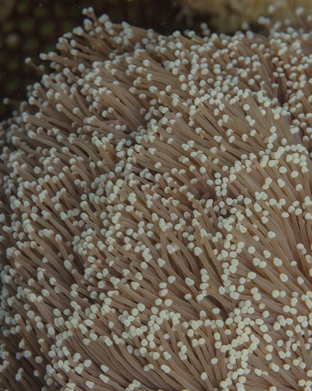 Cream torch, single head — Euphyllia glabrescens