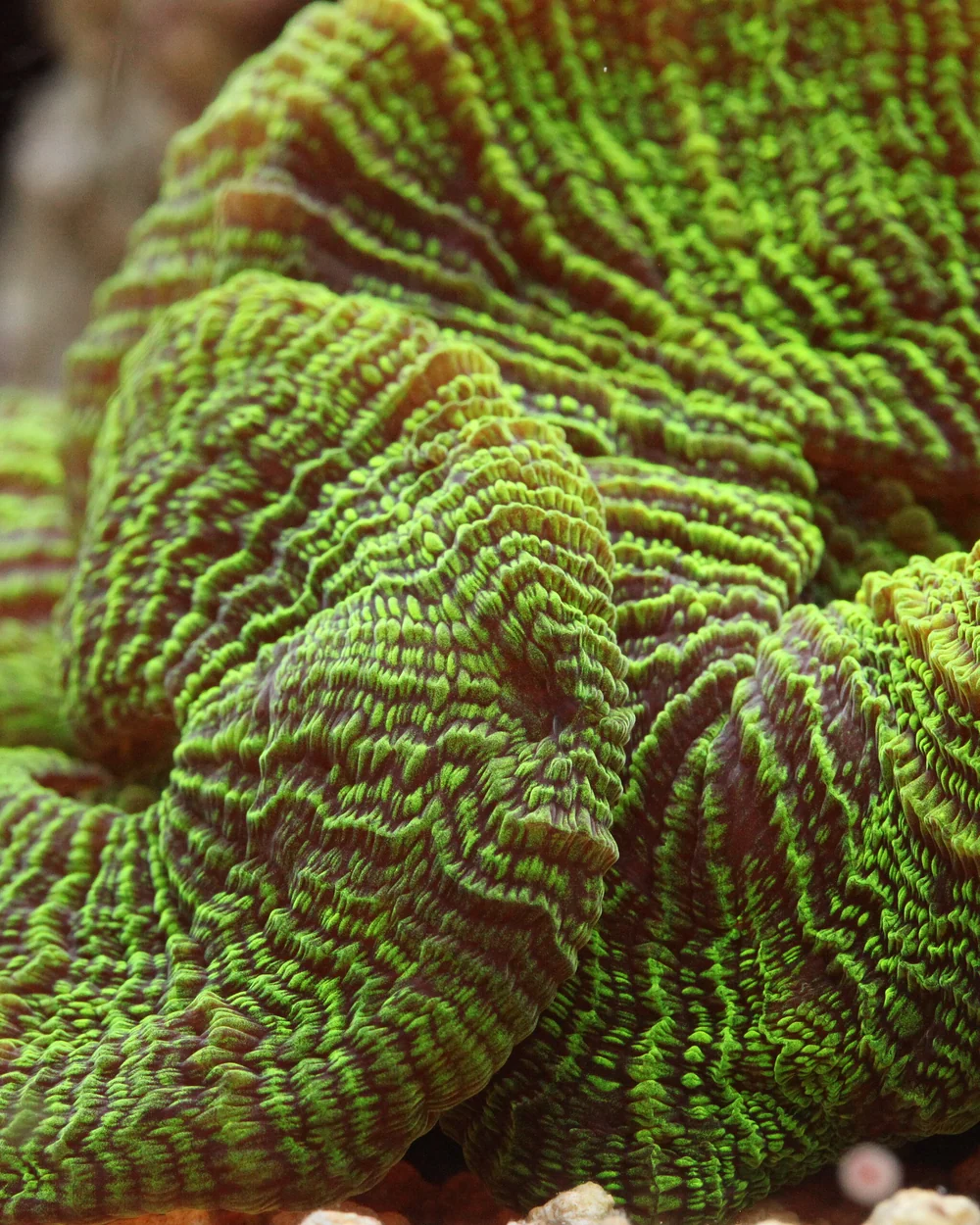 Open brain coral (Trachyphyllia geoffroyi)