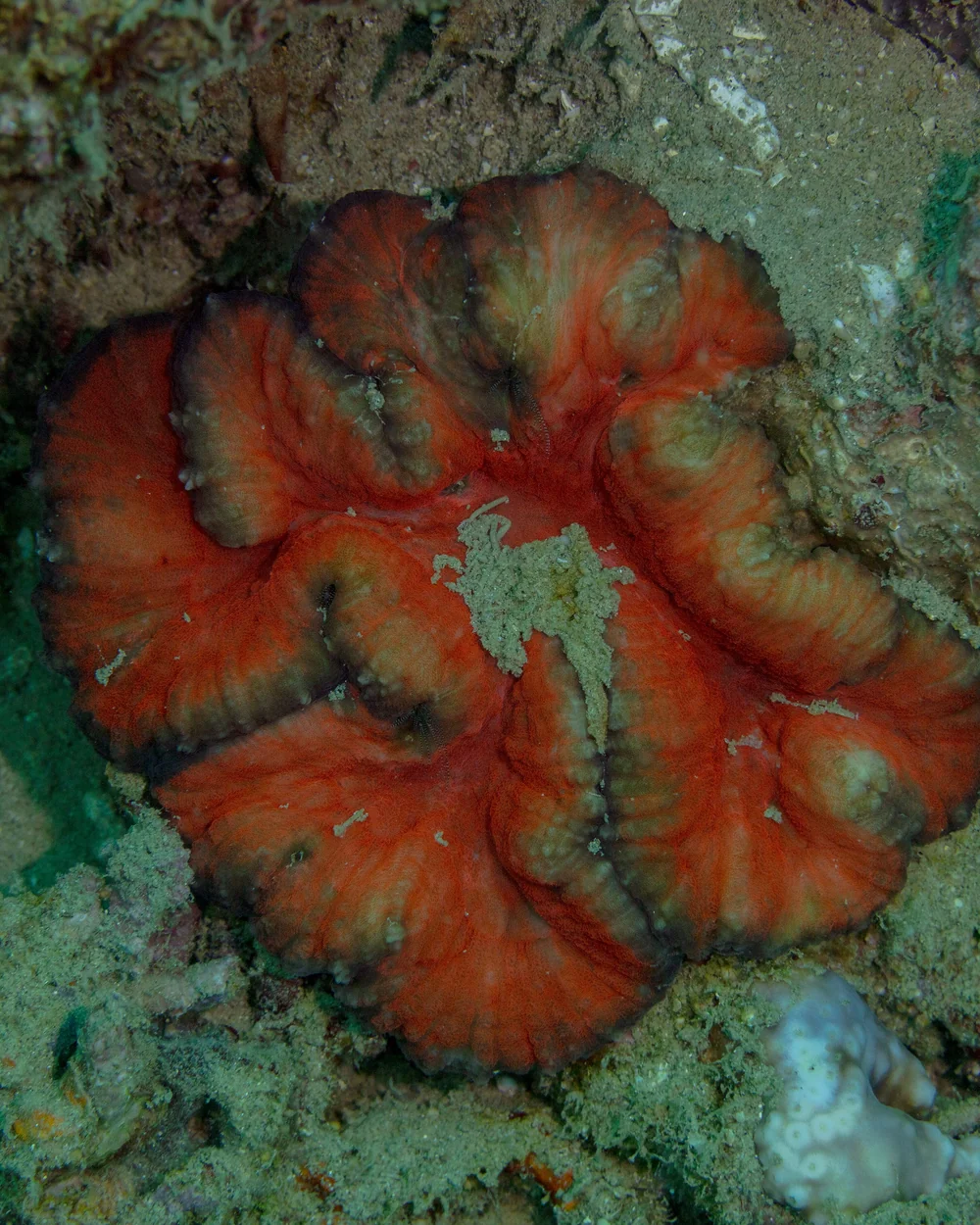 Red rim open brain — Trachyphyllia geoffroyi